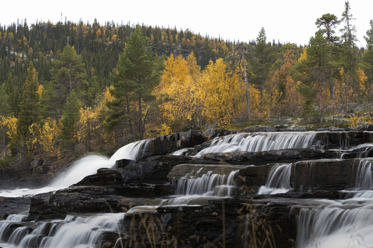 Ett vattenfall i en granskog klädd i höstens färger